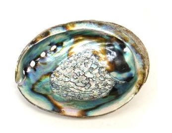 Abalone Shell - Premium Abalone Shell from Atlanta Candles & Incense - Just $7.90! Shop now at Shop A Positive You